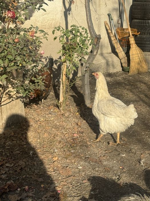 Продаю петухов молодняк