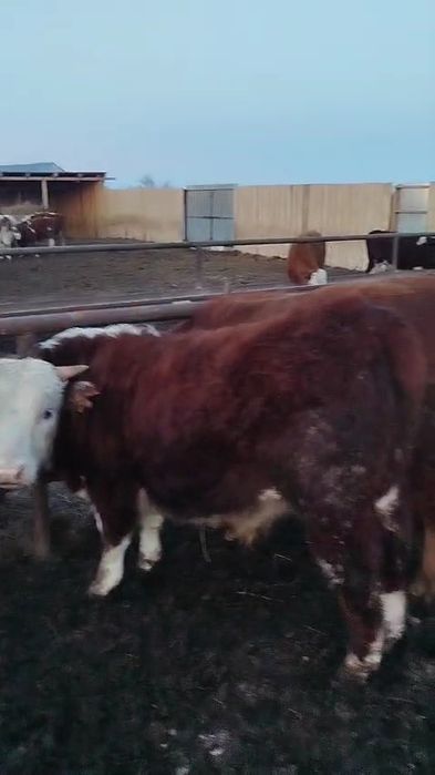 Откорм букалар 65бас