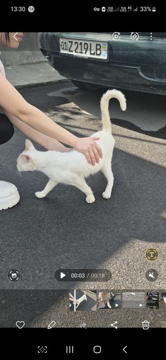 Срочно отдам в хорошие руки кота