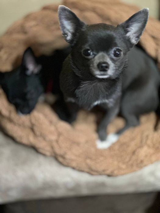 Вязка собак порода: мини чихуахуа