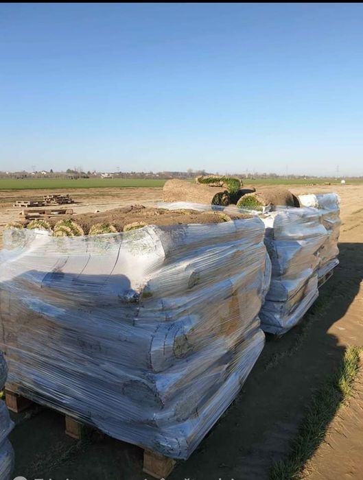 Gazon rulou sau insamamtare