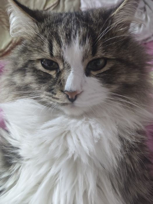 Пропал на котик просим помочь найти