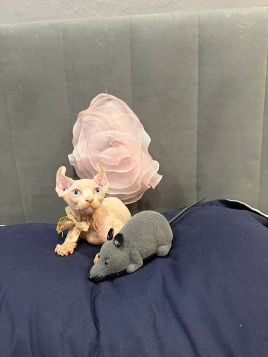 Шикарный сфинкс эльф