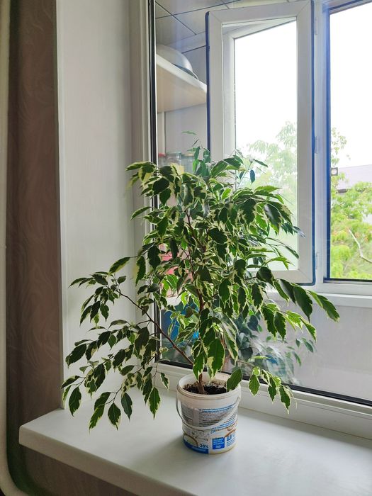 Өте арзан бағада әр түрлі гүлдер сатамын