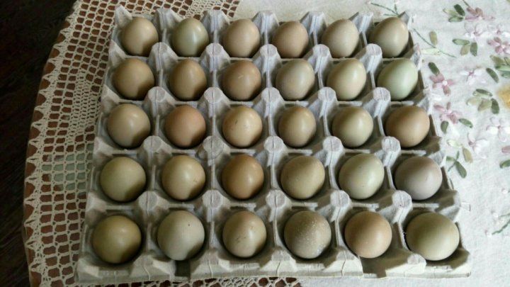 Яйца фазана румынские