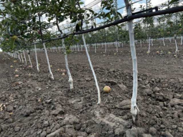 Infiintam livezi Nuci Chandler, Aluni, Meri, Peri, Aronia, Pruni.