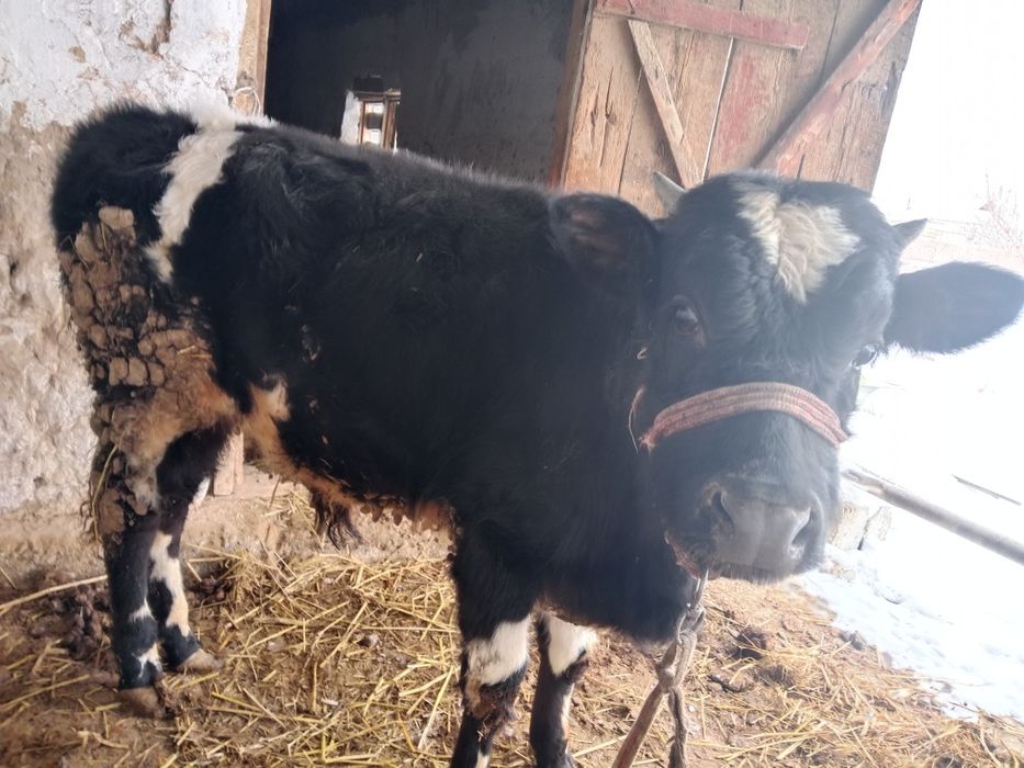 2 бас еркек бузау сатылады