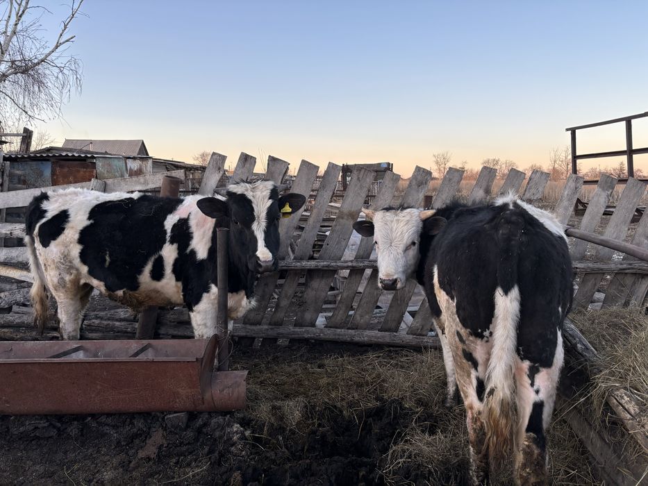 продам быков 1,2 года