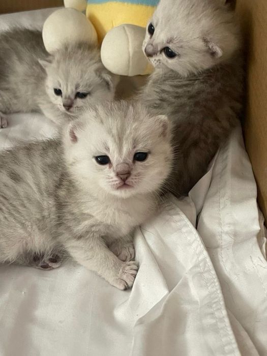 Породистые милые котята