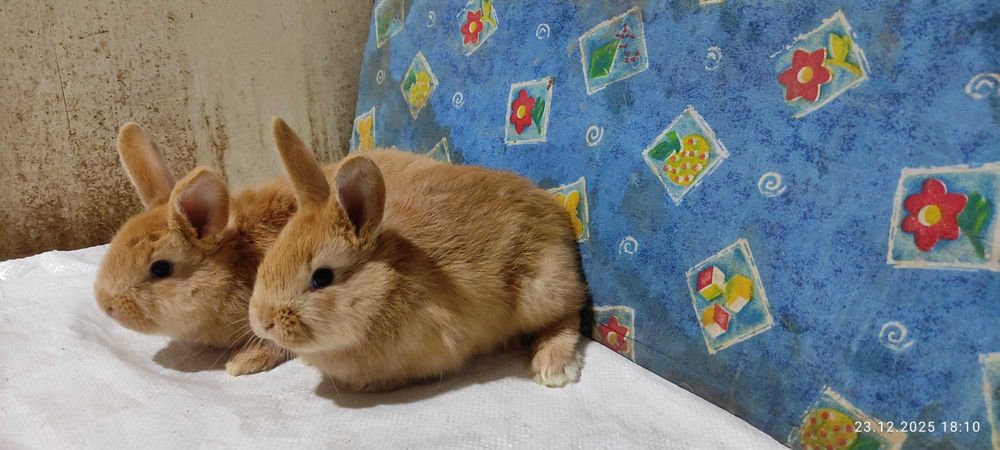 Бургундские кролики от европейских производителей. Куён /Қуён / Quyon