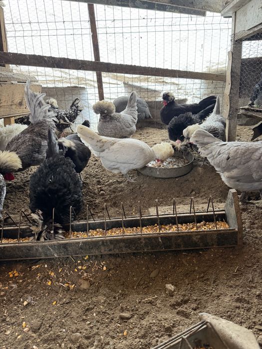 Oua moțate olandeze