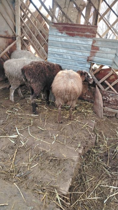 Семіз қой тоқтылар сатылады