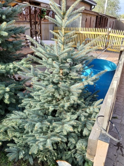 Ели голубые разной высоты