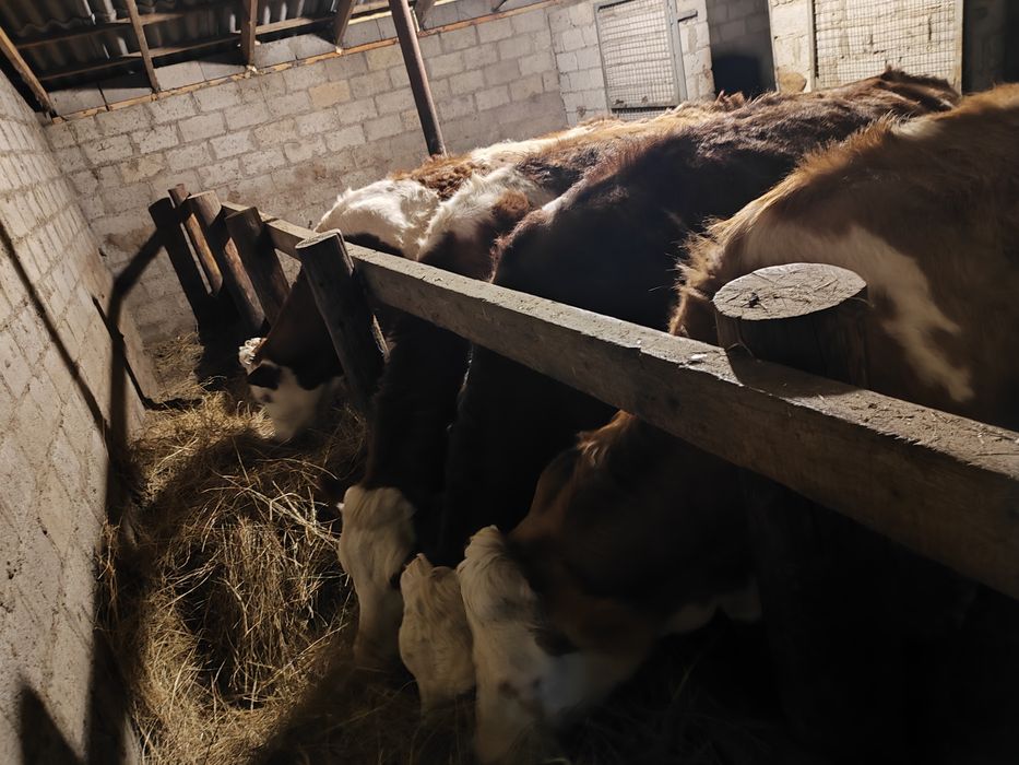 Продам коров сементалы