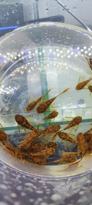 Анциструс Lda 016 вуалевый.