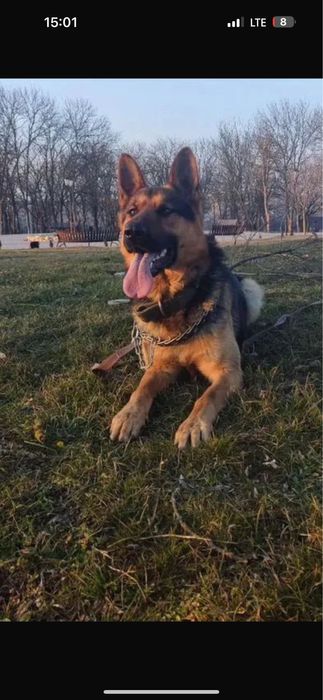 Европейский немецкий овчарка