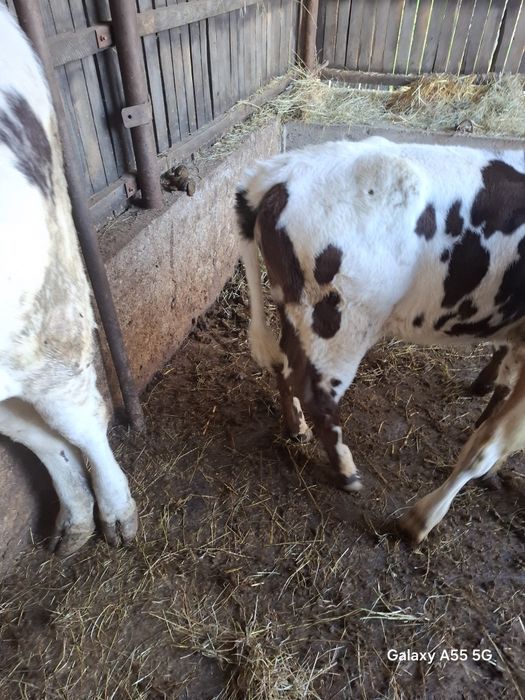 Vand vitele bălțate