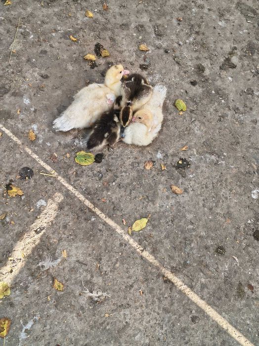 Rățuște și boboci
