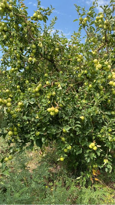 Сдам в арену яблоневый  сад