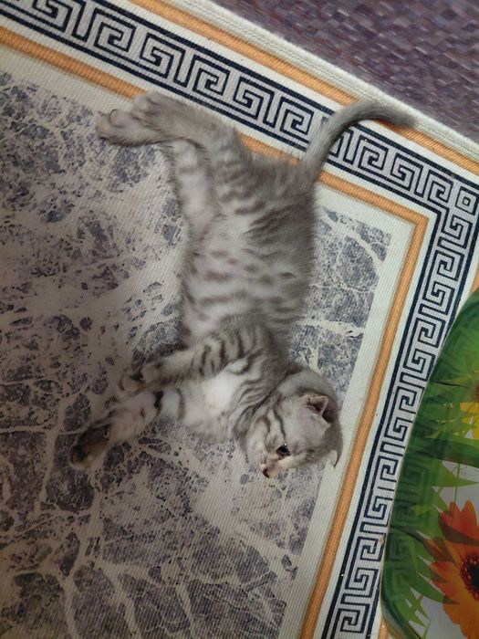 Пародистый, вислоухий котёнок