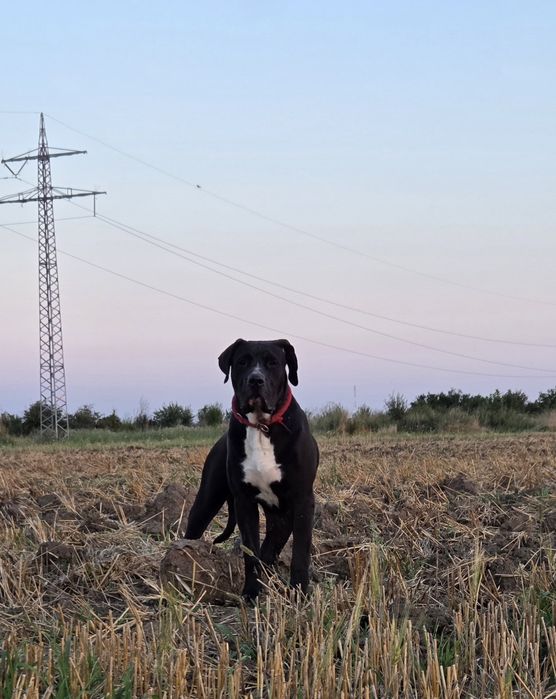 Presa canari     Dogo canrio
