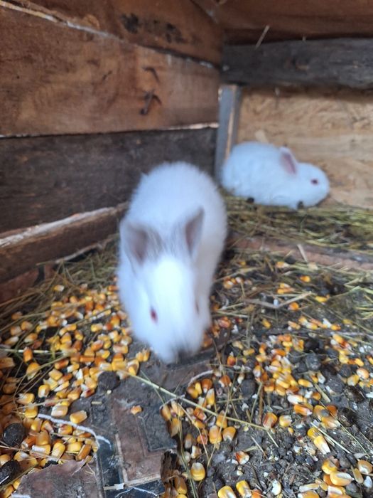 Vând 3 iepurași californieni