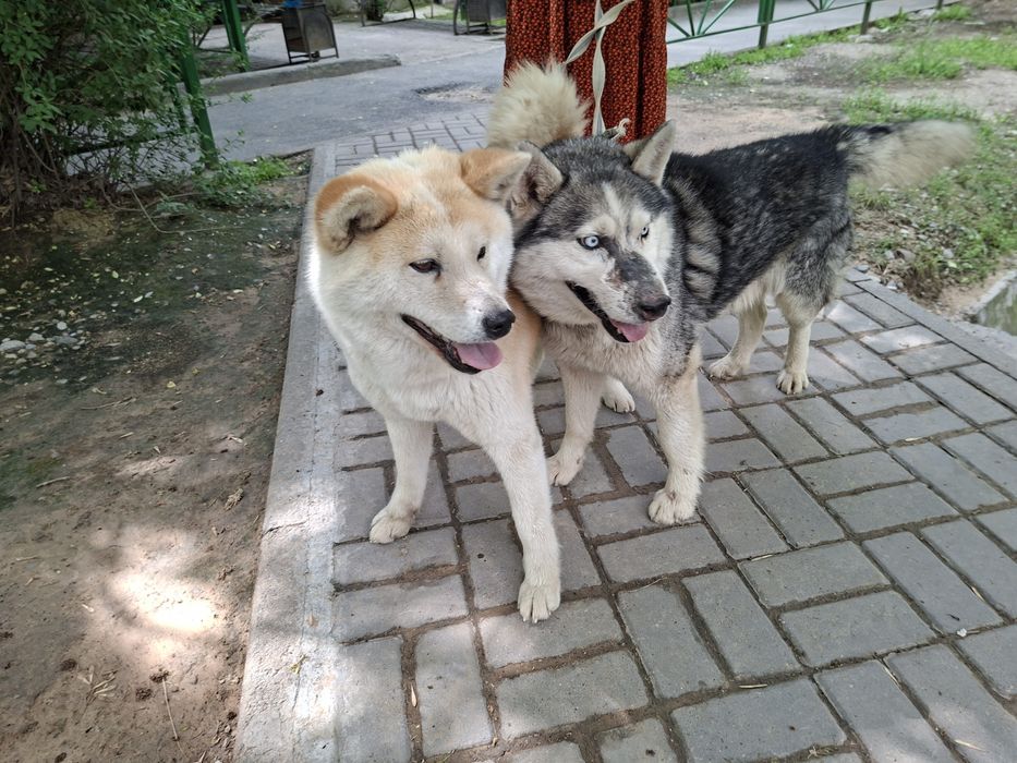 Сиба Ину и Хаски