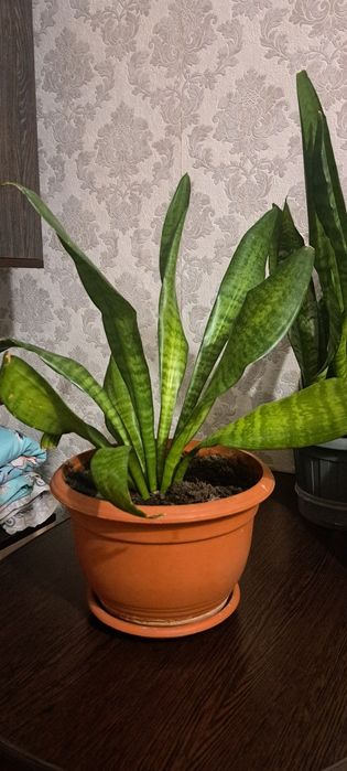 Продам щучий хвост 1300