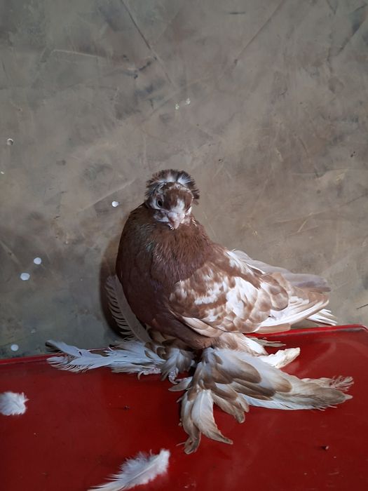 Голуби голуби голуби