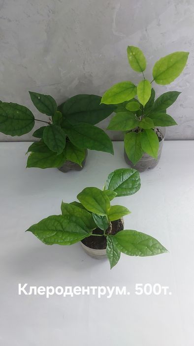 Комнатные растения.