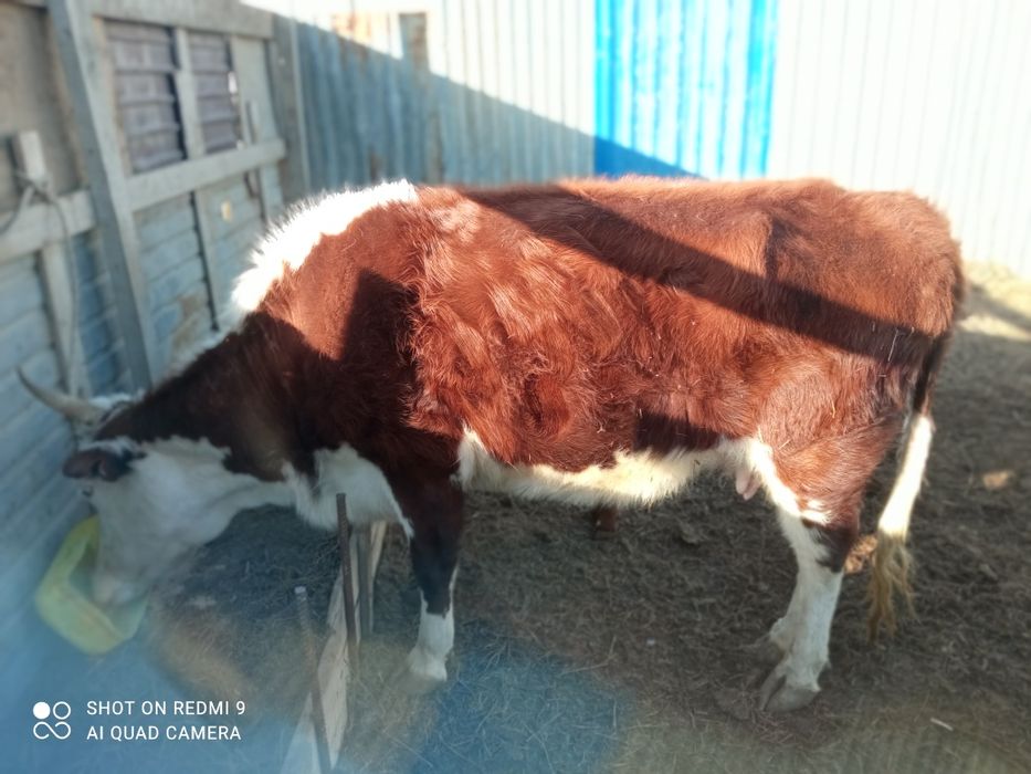 Сиыр сатылады ургашы баспагымен 760000