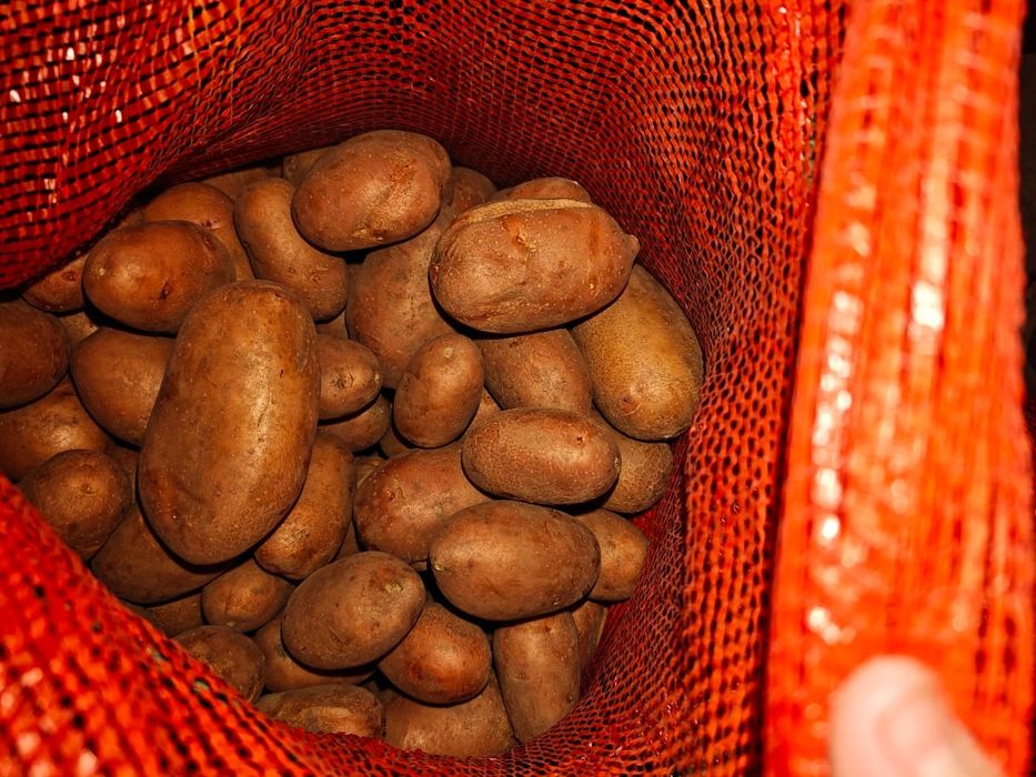 Продам картофель