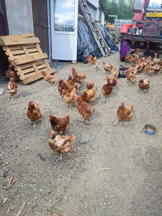 De vânzare găini ouătoare