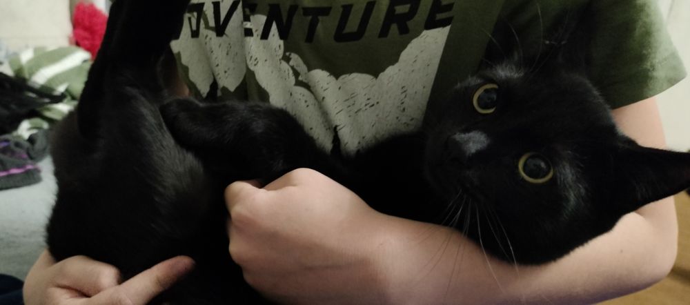 Ищем дом для котенка