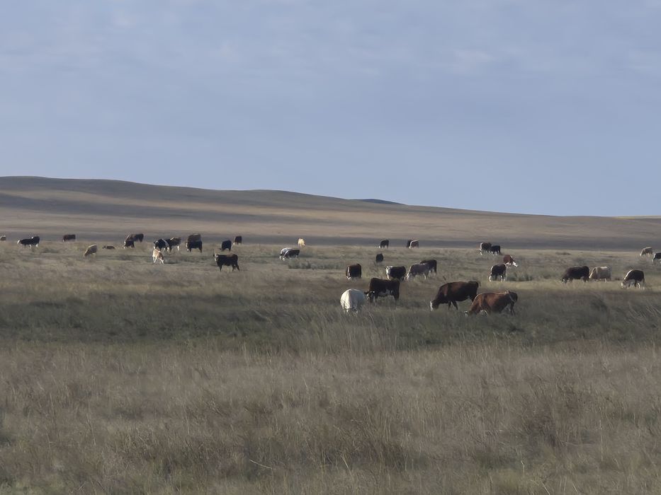 Продам  фермерское хозяйство