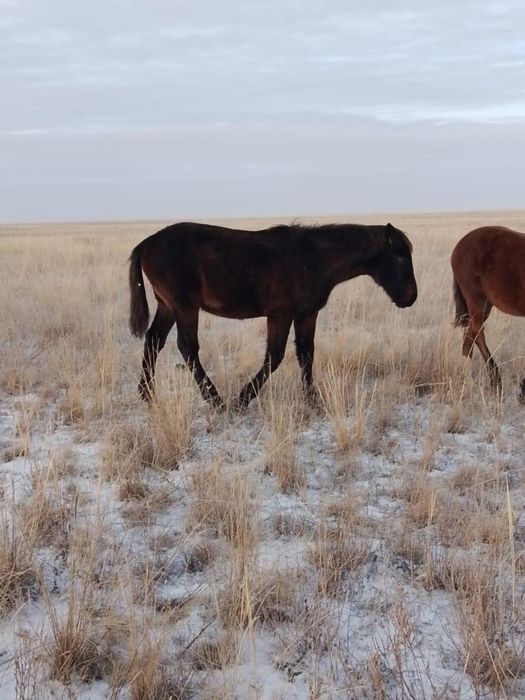 Продам 10 голов жеребят