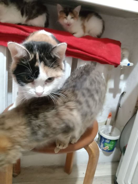 Отдам кошек в добрые руки