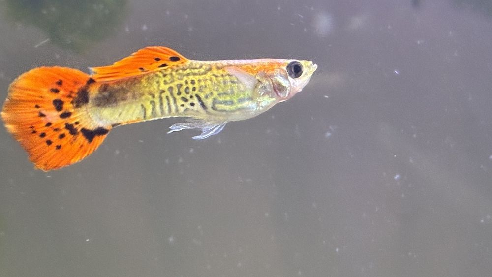 Продавам гупи и червени ckapugu Red Cherry