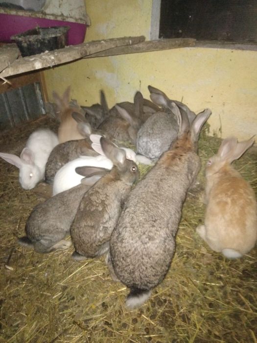 Uriași german și alte rase!