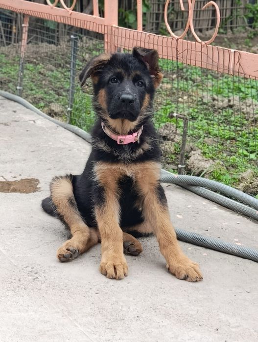 Щенки немецкой овчарки чистопородные ( шерсть стандарт)