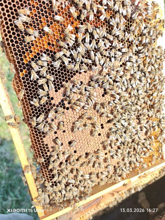 familii de albine 100 duc  ! Bk