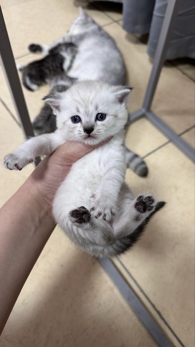 Шотландские котята