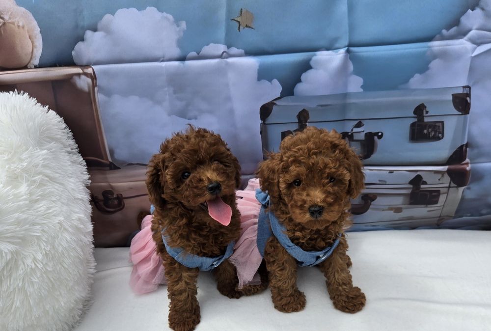 Пудел той Poodle toy с родословие