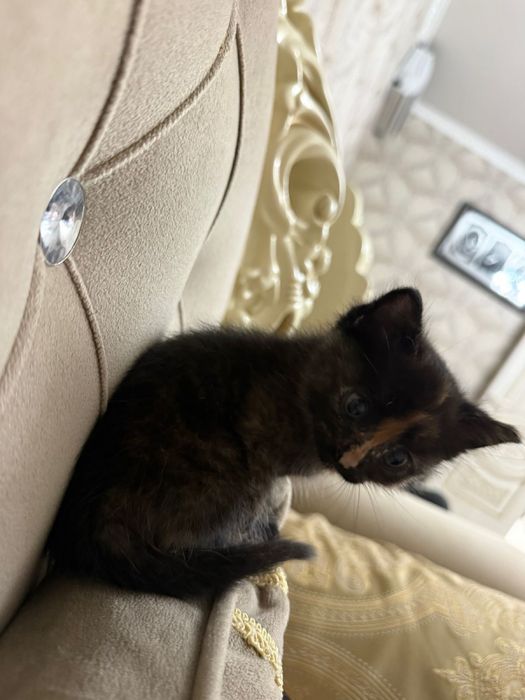 Котенок домашний бесплатно