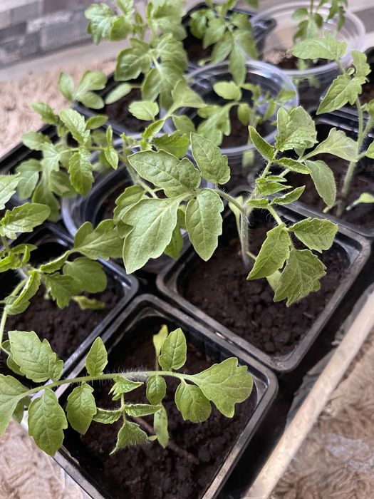 Рассада помидор.