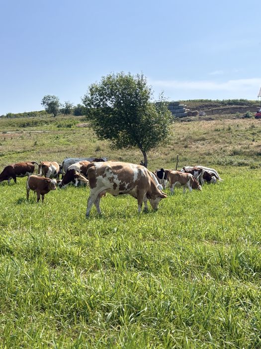 Vacii de vanzare