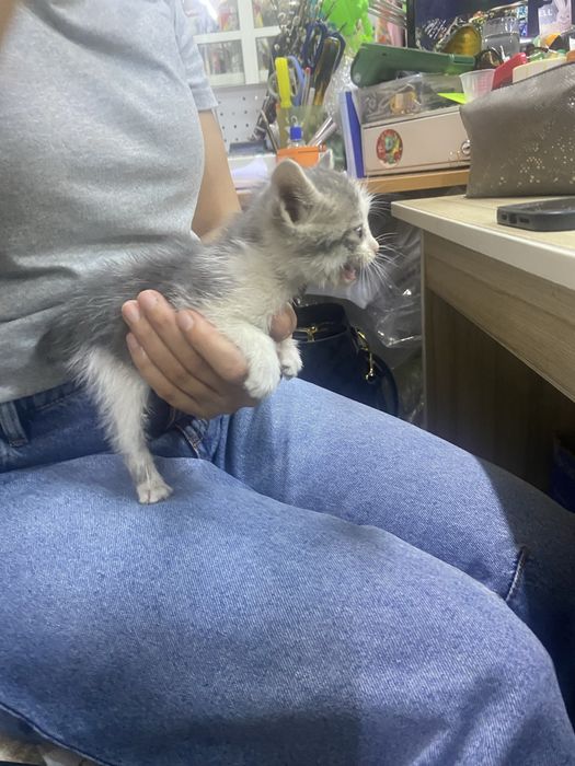 Котенок мальчик маленькии