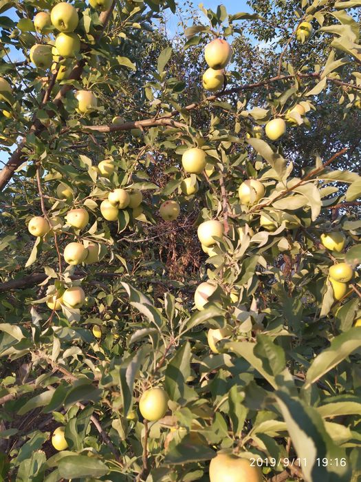 Продам хороший дом