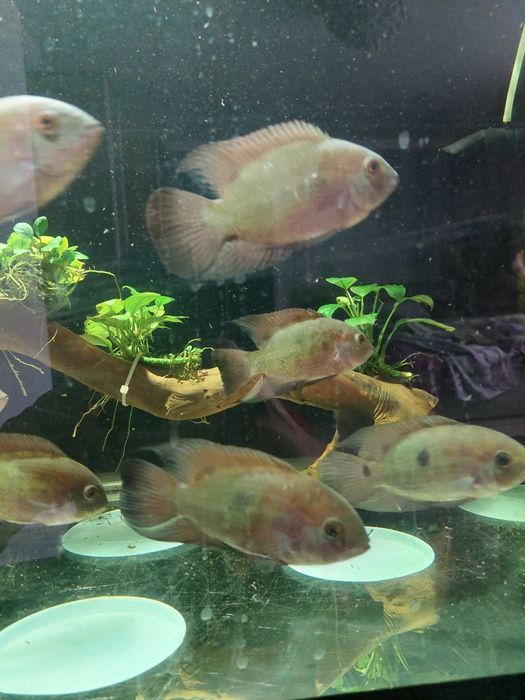 Цихлозома бражник