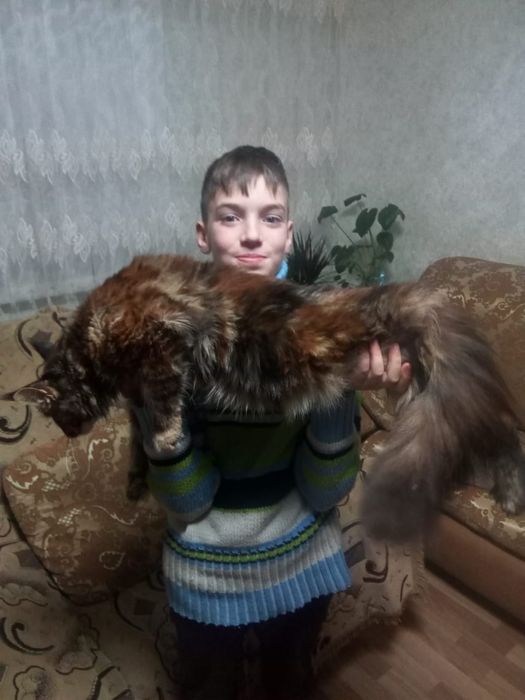 Продам кошку Мэйн-Кун